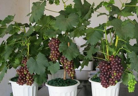 一粒葡萄籽可以长成一棵葡萄树吗,自己用葡萄籽种的葡萄树会挂果吗