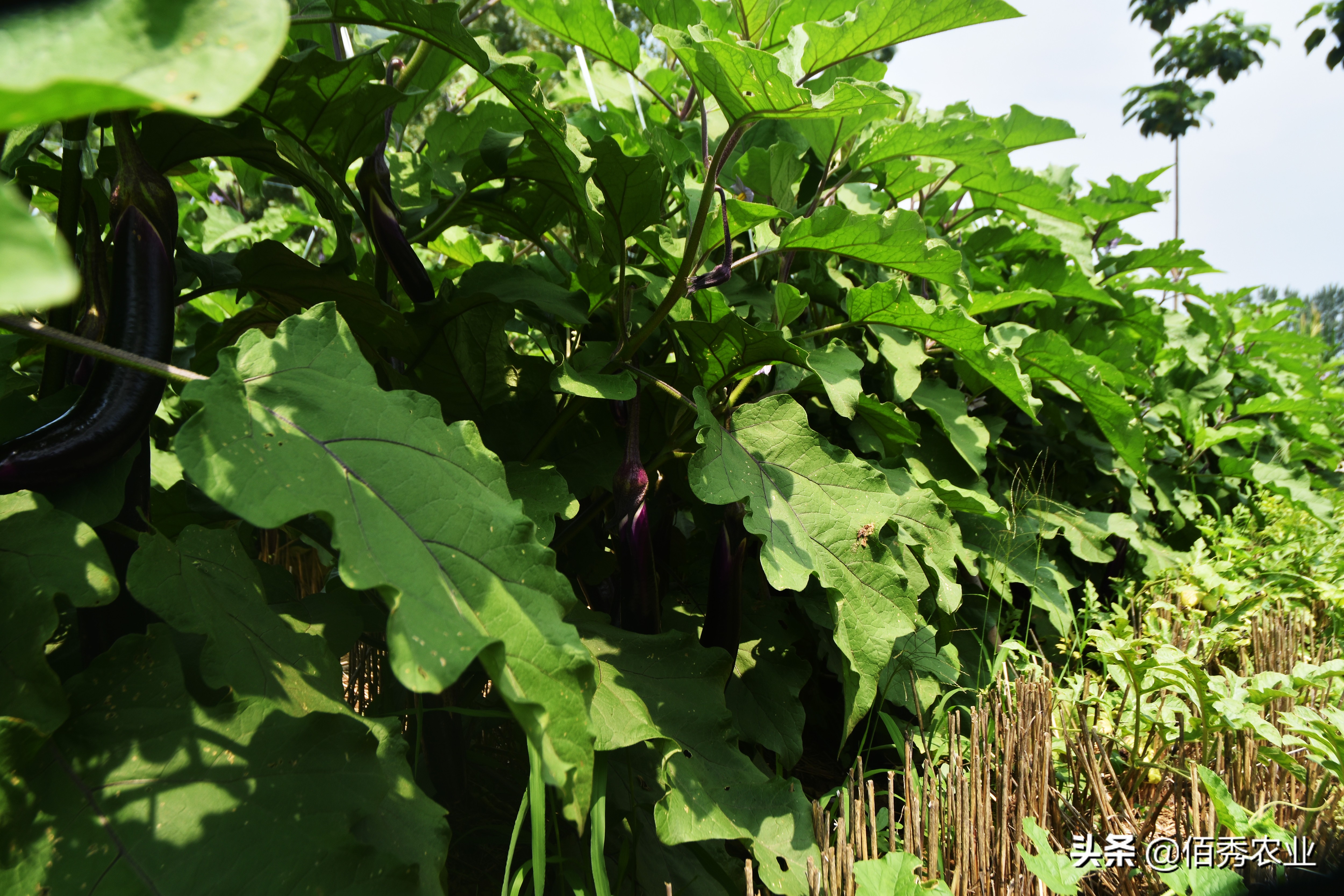 红蜘蛛和茶黄螨怎么防治,茶黄螨红蜘蛛用什么药