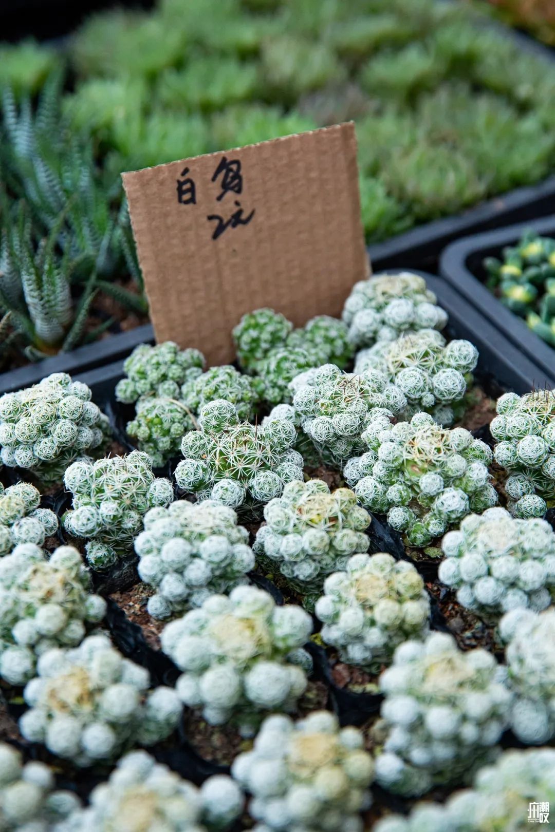 广州最便宜的花卉市场1块钱,广州岭南花卉市场买花攻略