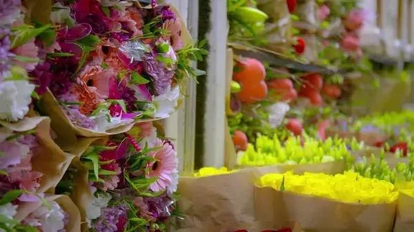 bbc中国探秘纪录片,bbc探秘印尼爪哇古洞