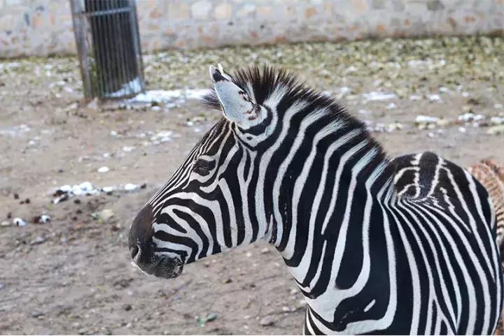 小央美水墨画作品欣赏,小央美人物画