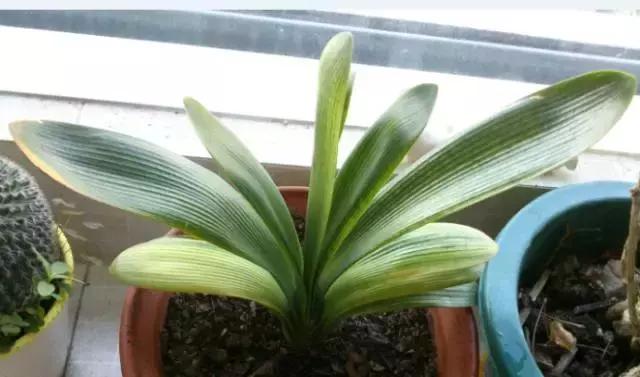 君子兰叶子发黄的原因及解决方法,君子兰叶子发黄的原因和解决方法