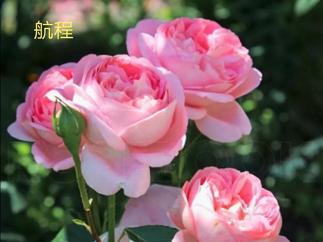 适合做切花的月季品种,十大公认最好切花月季