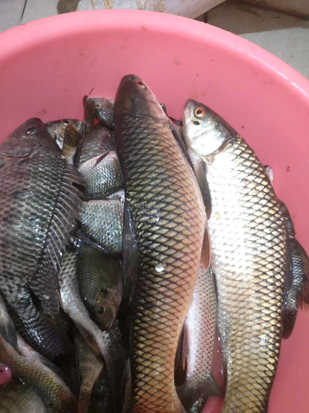 广西地区野钓鲮鱼饵料配方,大江野钓鲮鱼饵料配方