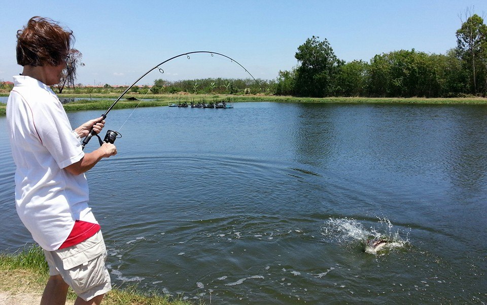 狮子鱼为何在美国泛滥成灾,蛇头鱼在中国为什么不泛滥