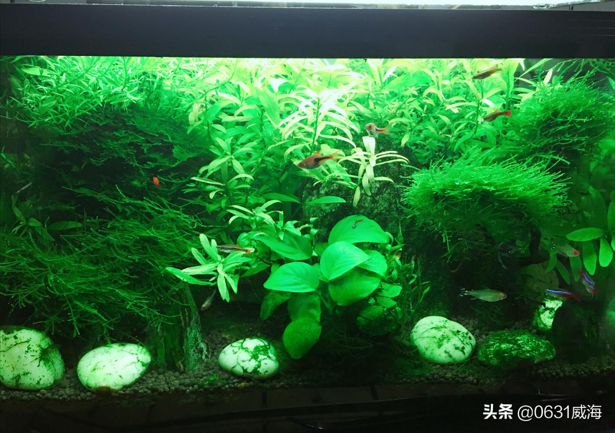 硝化细菌附在滤材是什么状态,为什么硝化细菌会附着在滤材上