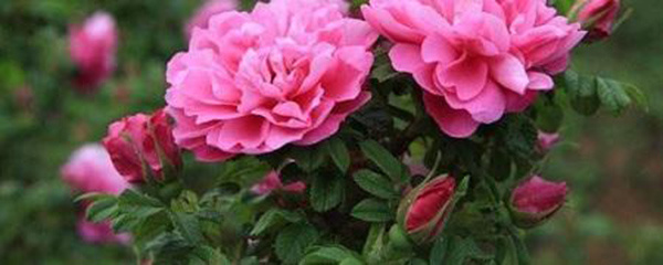 玫瑰花的养护方法及注意事项,玫瑰花的养护方法大全视频