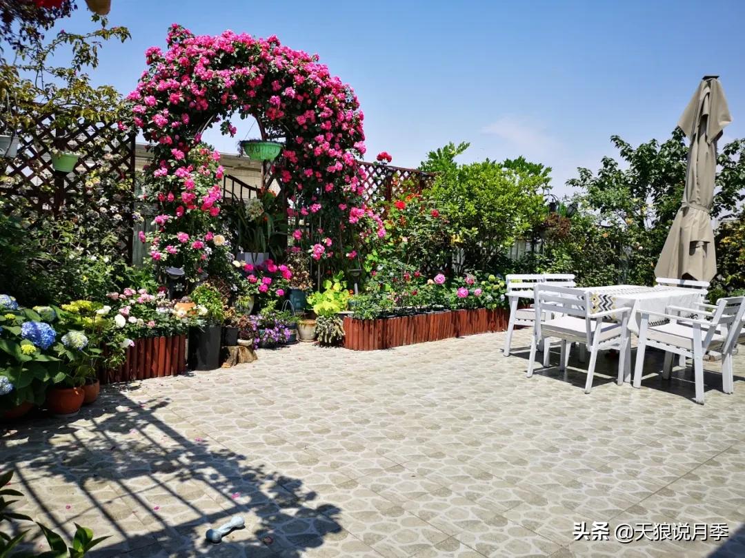 花友家的春花都开爆爆爆了，快来云赏花！（上）