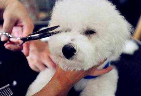 怎么避免比熊的泪痕,怎么解决比熊的泪痕