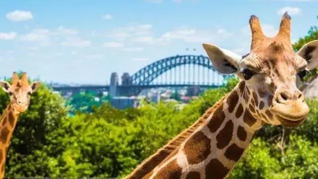 悉尼有多迷人,悉尼为什么是澳洲最宜居城市