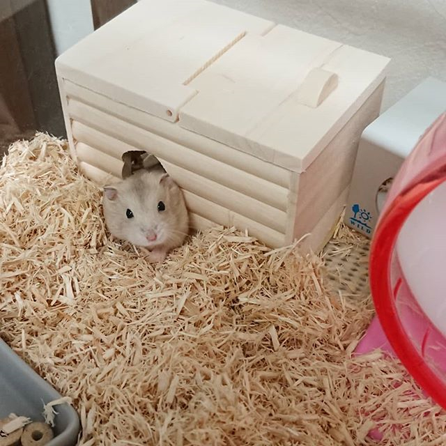 仓鼠到新环境一直咬笼子是怎么了,仓鼠突然很焦躁疯狂咬笼怎么了