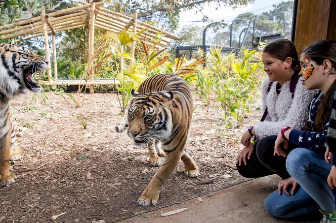 澳洲悉尼动物园,悉尼塔隆加动物园介绍