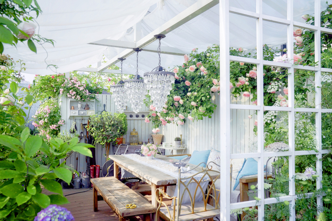 爬藤植物怎么牵引造型,爬藤植物是怎么爬藤的