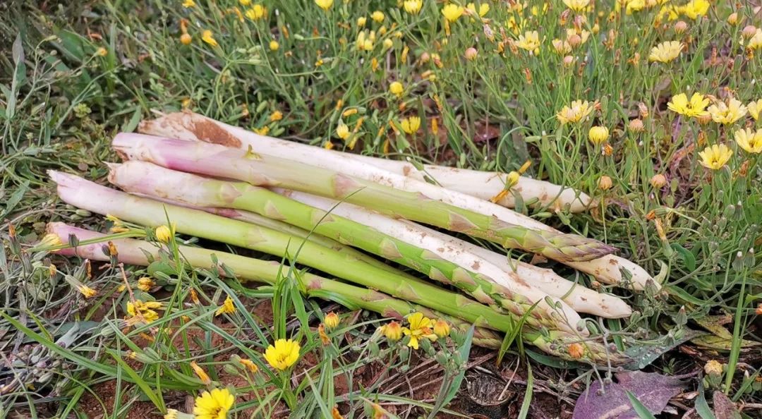 芦笋空心怎么防治,怎么预防芦笋空心