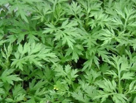 黄sir说护肤品,中医讲汗疱疹是什么原因