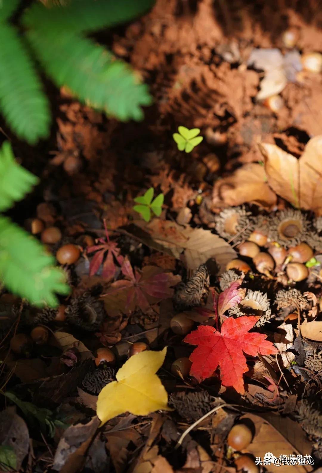 100张照片一百种幸福,100张图片带你去云南