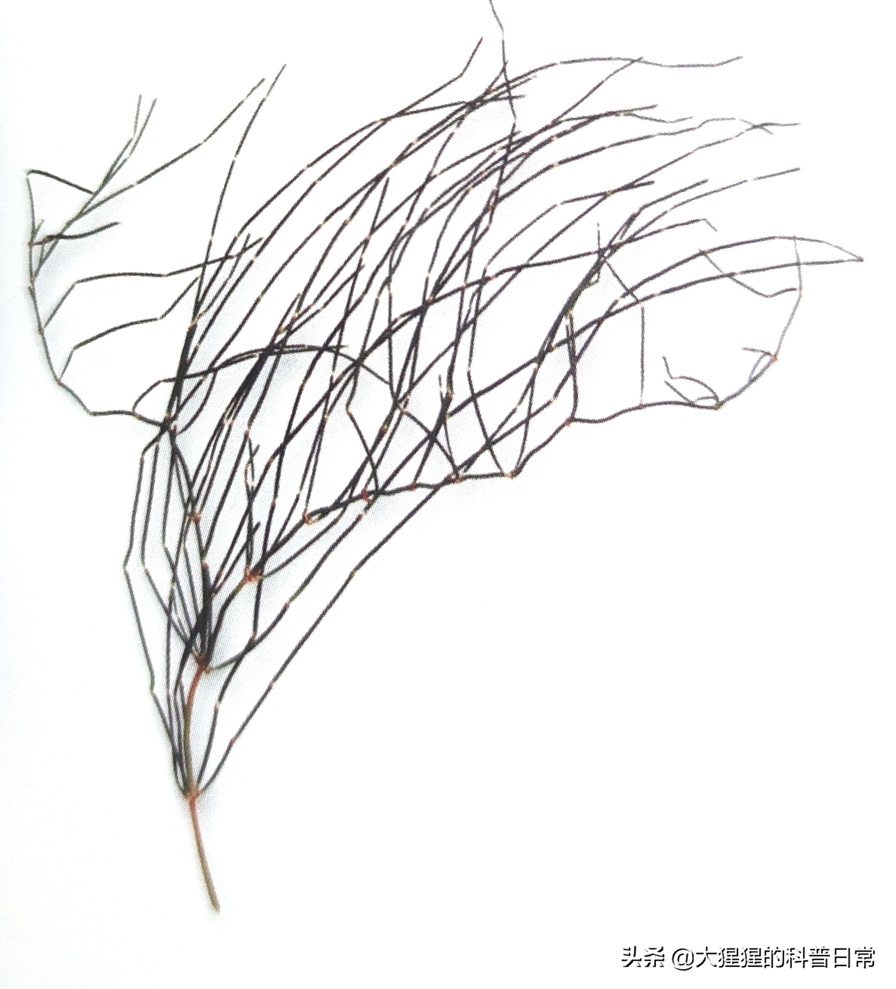 银杏的植物类群,银杏苏铁雪松水杉是裸子植物吗