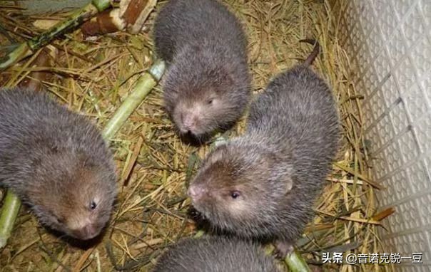 2022年农村养殖什么最赚钱,在广西农村养殖什么最赚钱