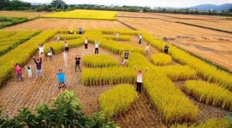 品种、模式、品质，日本农业“高明”在哪儿？