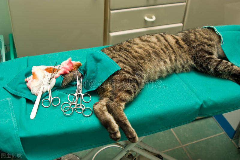 猫发情剃毛多久结束,猫发情为什么剃毛