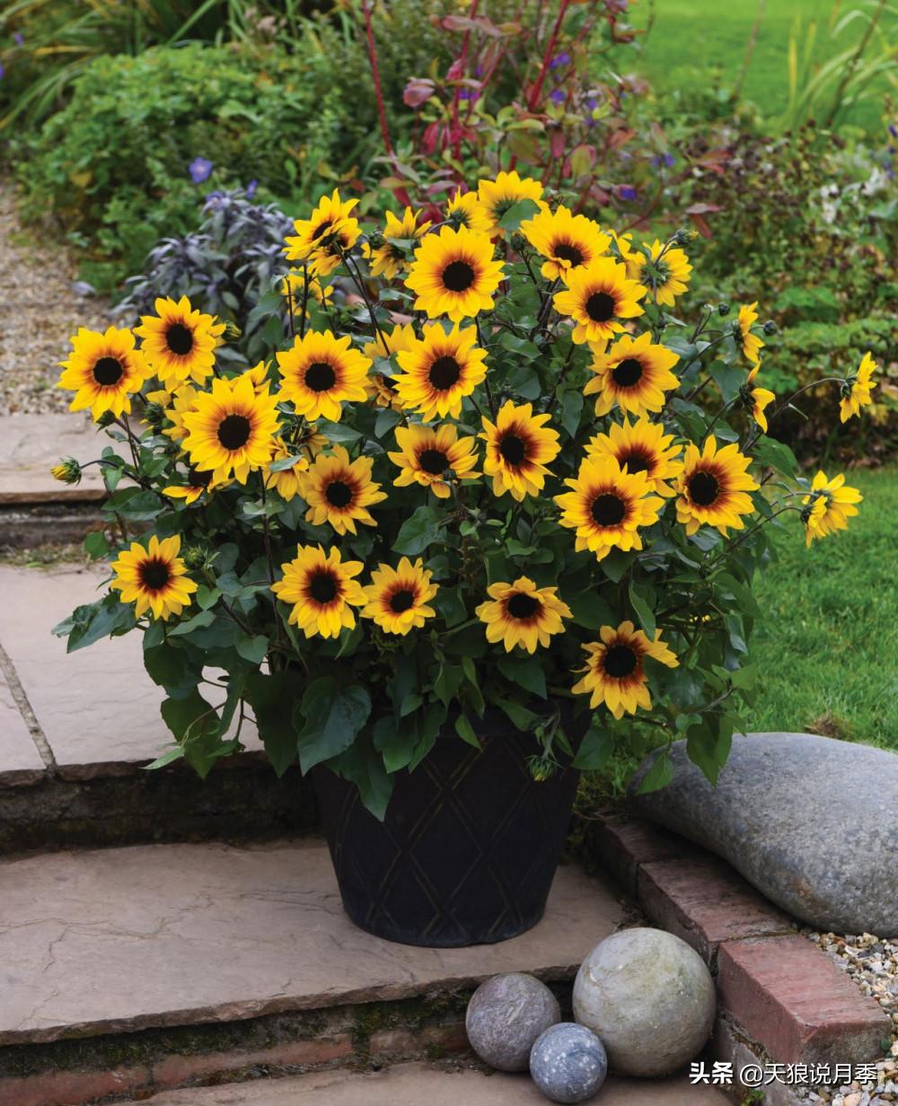 足不出户,带你了解2020日本园艺圈「新品种大赏」