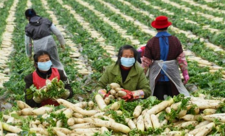 抗击疫情保供应,抗击疫情携手助农