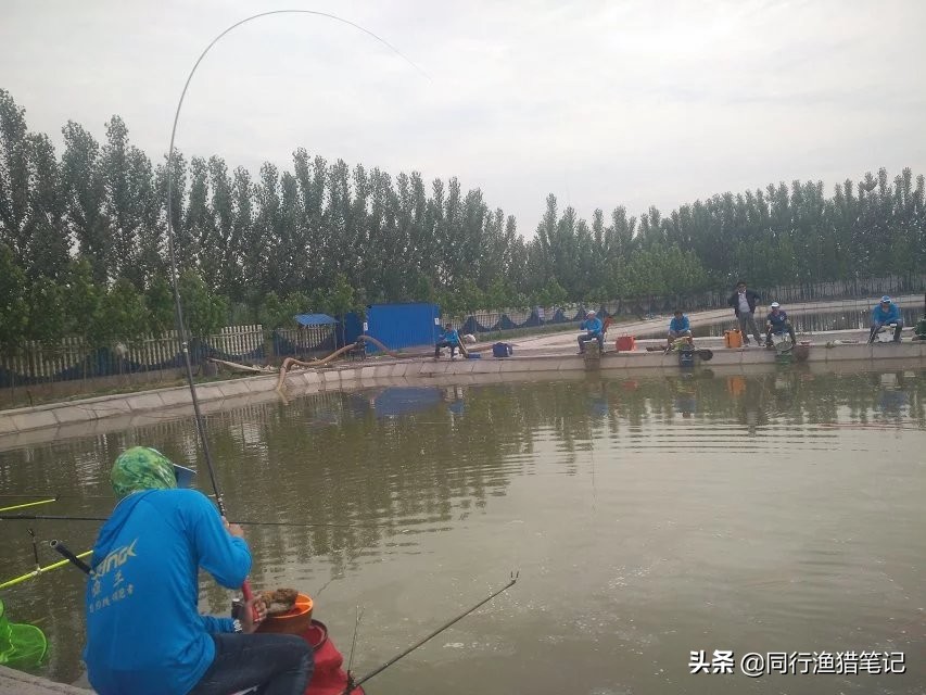 黑坑鲤鱼如何抓鱼不挣扎,黑坑鲤鱼调几目顿口最明显