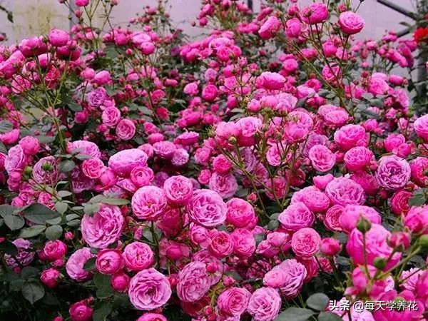 艾拉绒球小苗养护,艾拉绒球室内养殖方法