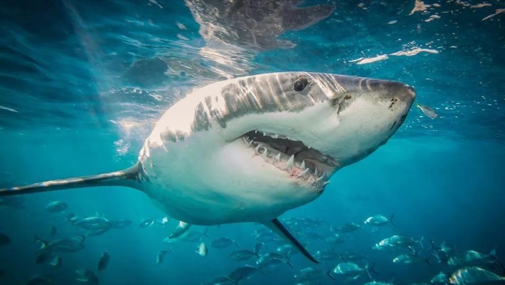 巨型大白鲨真的存在吗,最可怕的巨型大白鲨