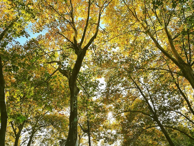 杭州西湖乌镇苏州南京上海攻略,天青色等烟雨乌镇旅游