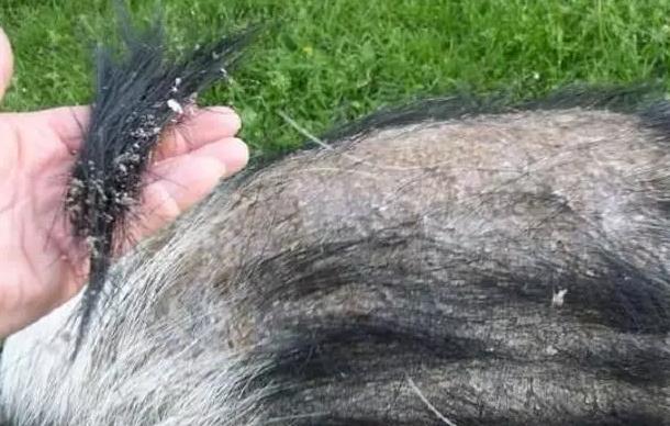 猪鬃也是好东西?*器武**没了它就等着报废,引德美苏三国争相抢购