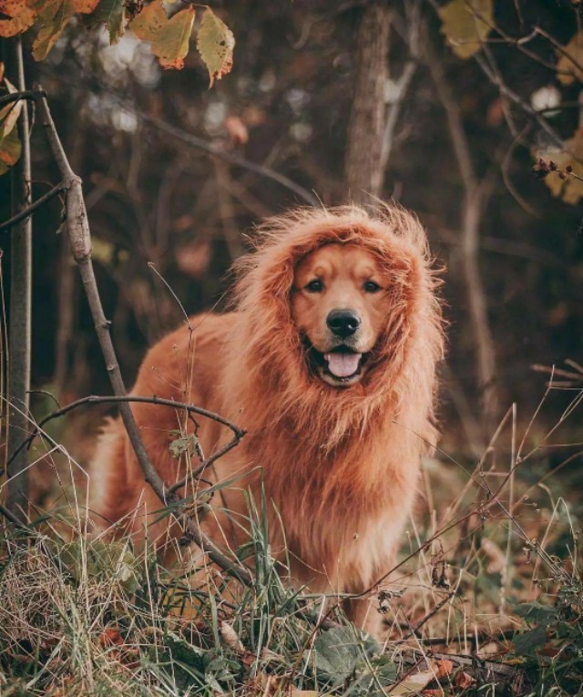 绘画参考素材狗可爱,绘画土狗图片