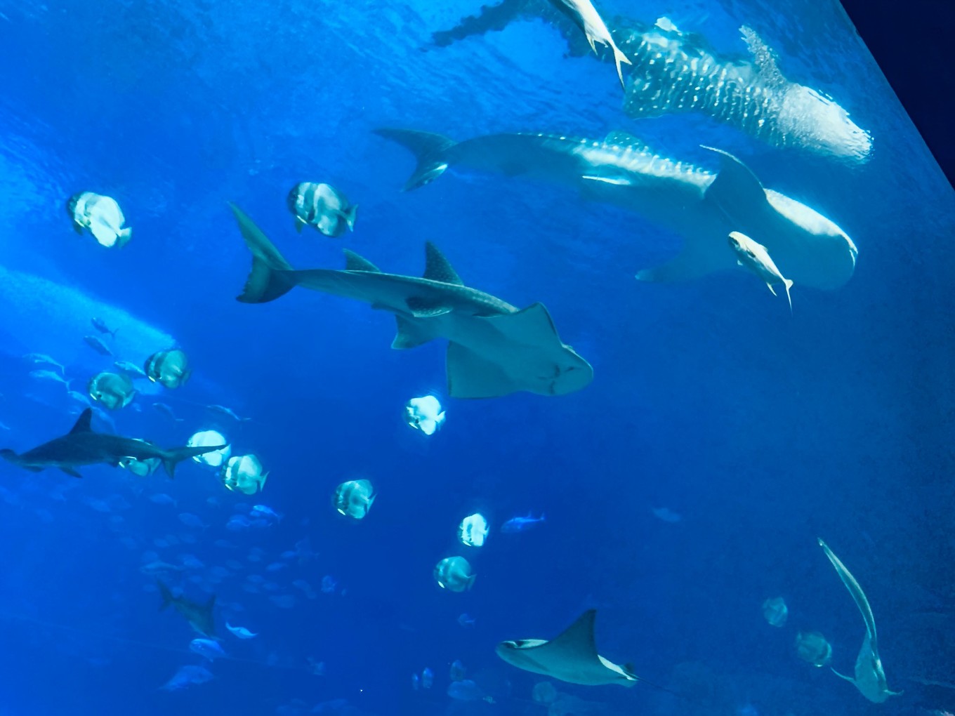 珠海长隆海洋王国攻略三天两夜,珠海长隆海洋王国必玩十大项目