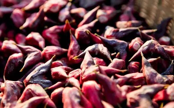 金铃子小时候的味道,芦稷儿时的味道