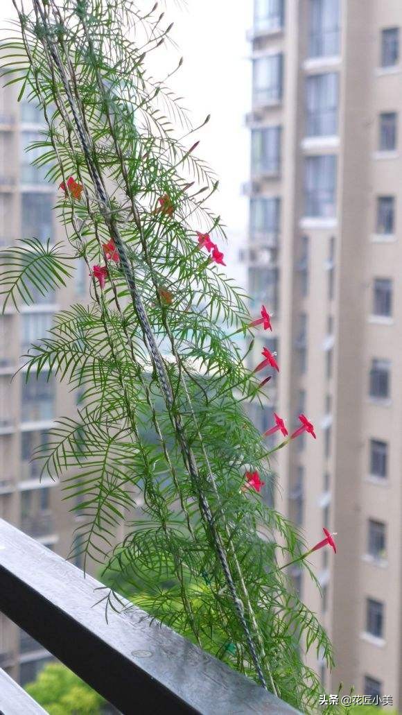 爬藤植物100种,5种爬藤花适合在院子里种植