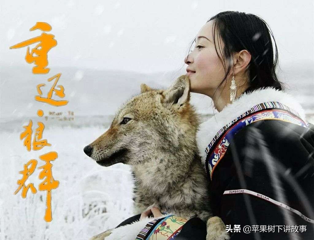 第一只被人类养大回归狼群的狼,一只狼在被人类养大后回归狼群