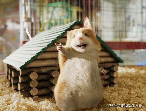 盘点猫咪中最可爱的,这些猫咪小时候多可爱长大有多帅