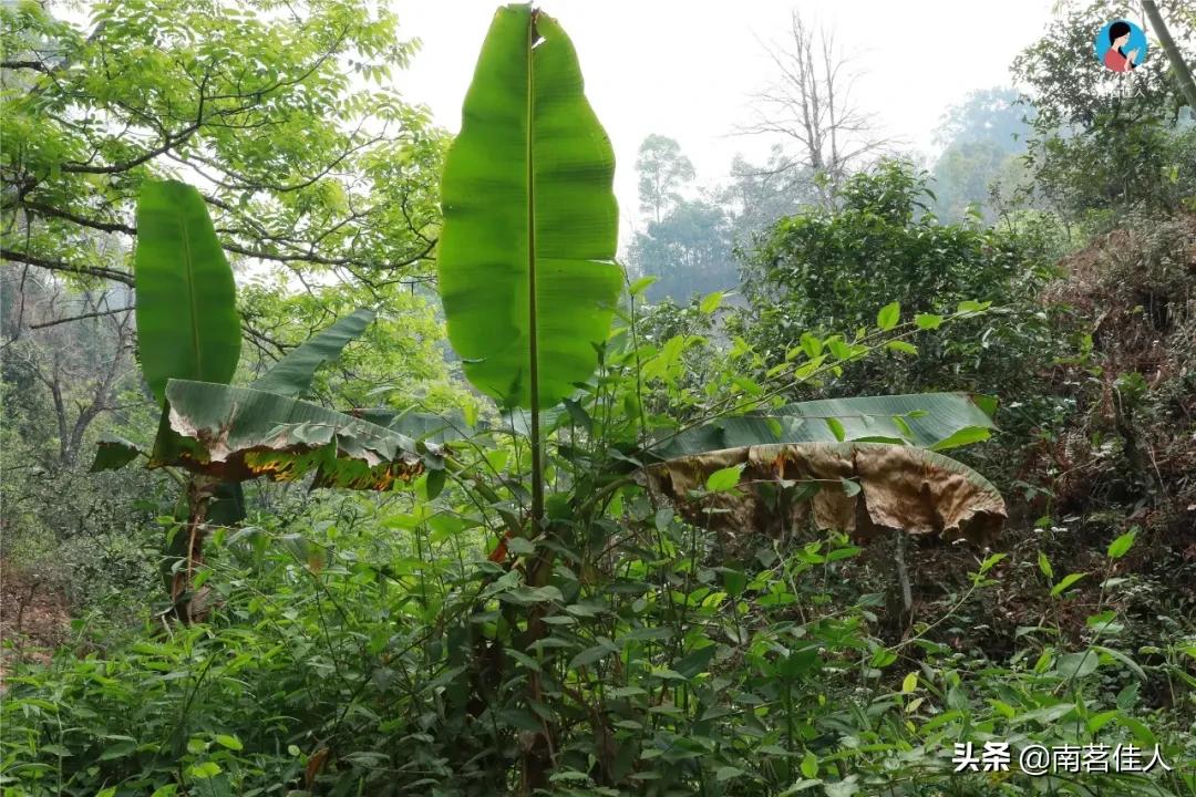冰岛老寨大秋茶园的茶是真的吗,冰岛五寨之一糯伍什么口感