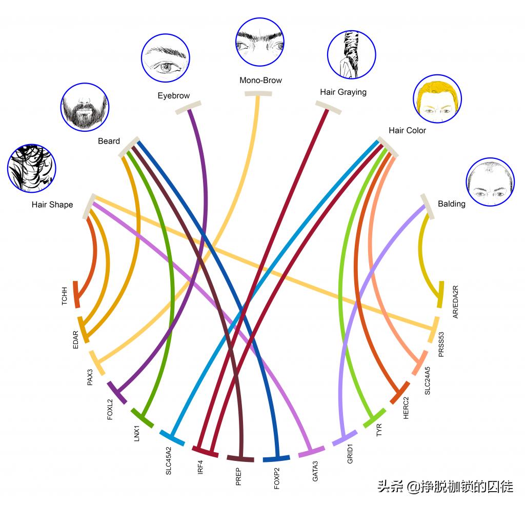 为什么会长几根长眉毛,眉毛长的人真的寿命长吗