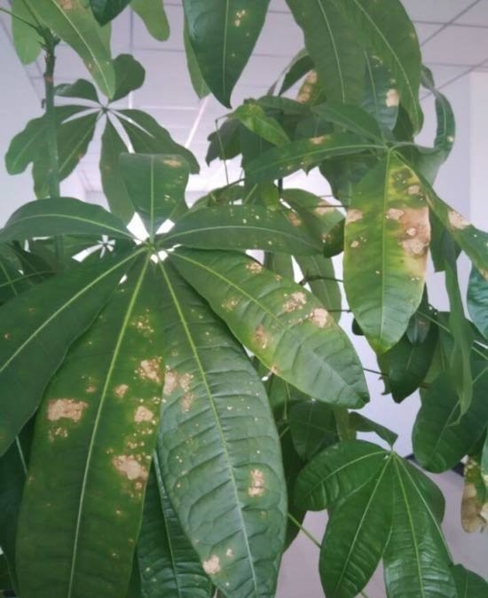 想让发财树长高怎么办,发财树怎么浇水才能活得更长