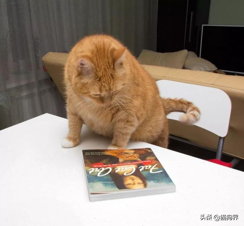 不会养猫的来学习,带你了解猫的性格特性#猫咪大明星#