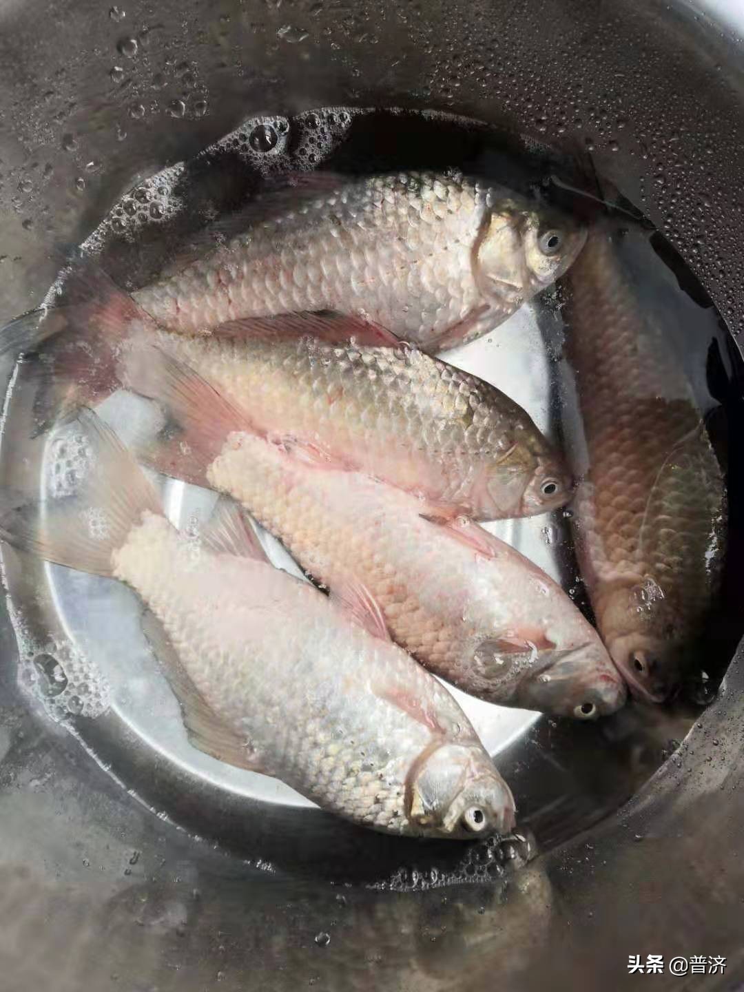 家庭鲫鱼教程,家庭摆擂台视频