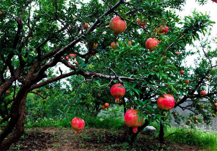 石榴挂果了需要套袋吗,石榴套袋在什么时候进行最好