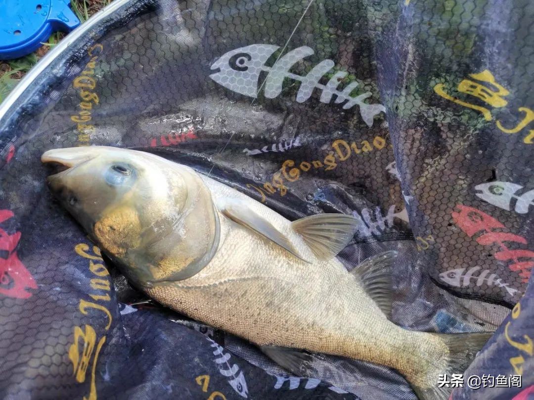 野钓中鱼最快的方法,野钓上鱼最快方法