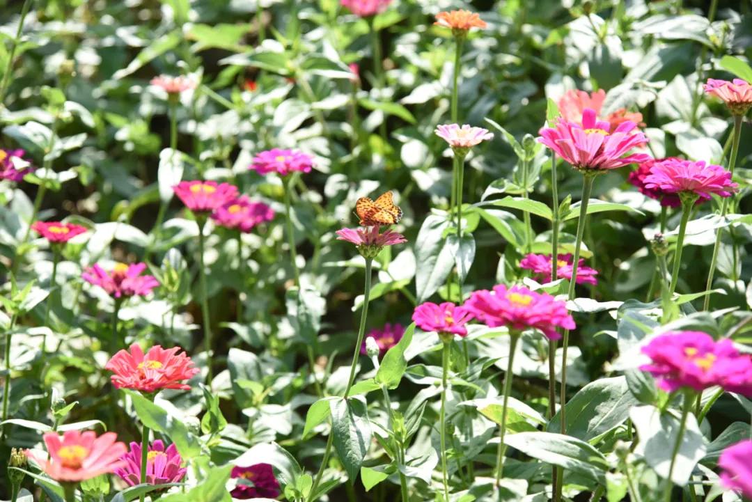 托普学院苏州,苏州托普信息职业技术学院怎么样