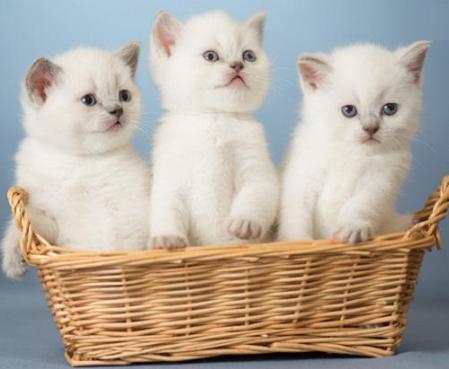 猫咪难产生的小猫咪还能活吗,猫咪难产生不下来该怎么办