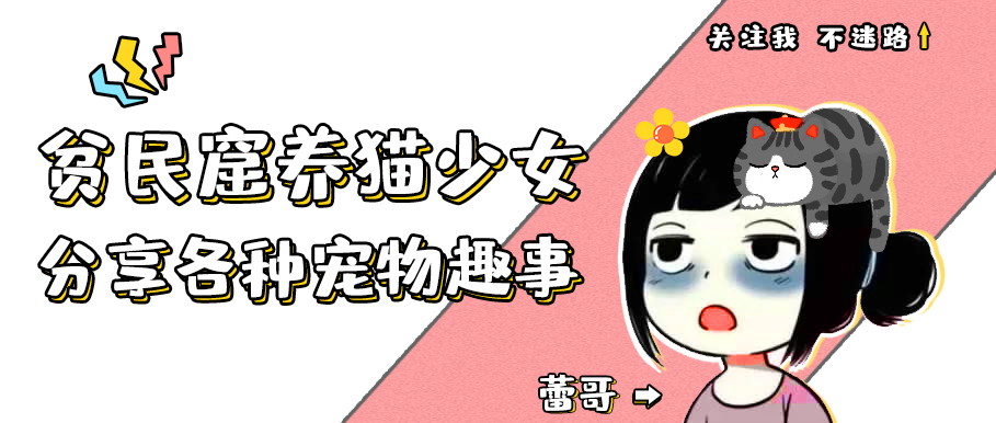 仓鼠为什么行为怪异而且想越狱,仓鼠越狱一个月偷猫粮