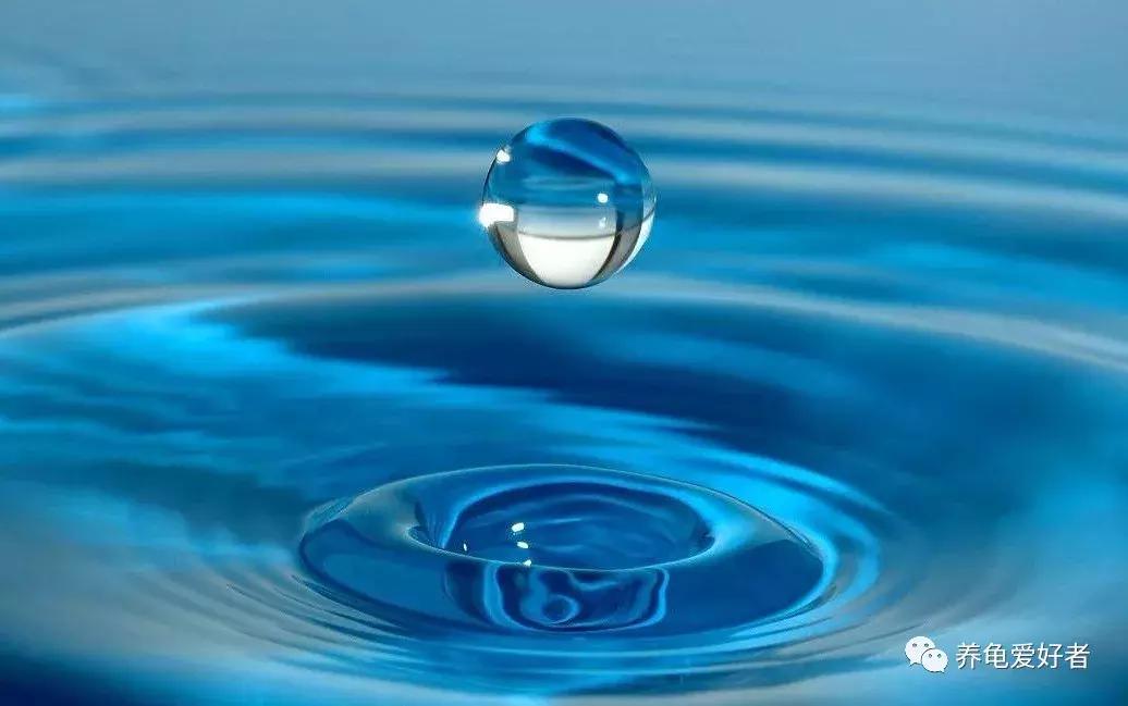 养龟咱们得用哪些水才合适呢,养龟的水里可以放海盐吗