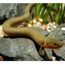 冷门高端观赏鱼有哪些鱼,比较好养的冷门观赏鱼小鱼