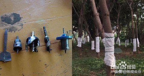 雪燕是什么做的,雪燕的最佳做法